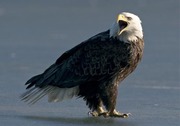 Bald eagle on the ice