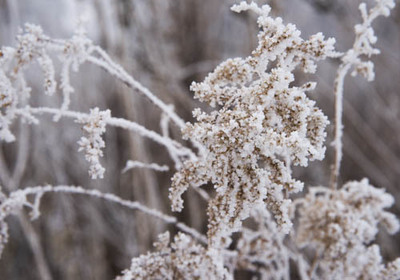 Weeds encased in hoarfrost.