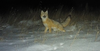 swift fox
