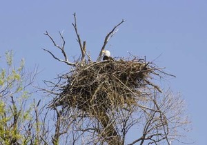 Bald eagle in its nest