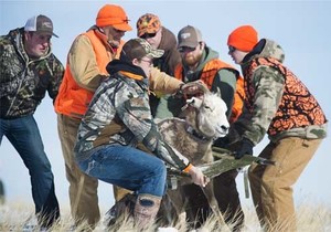 Bighorn sheep being released