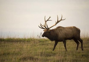 Bull elk walking across a field