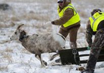 Volunteers releasing a bighorn sheep