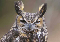 A great horned owl