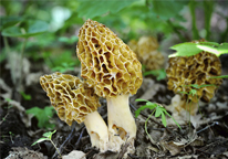 Morels growing in the ground