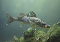 A walleye swimming