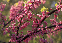 A flowering redbud tree