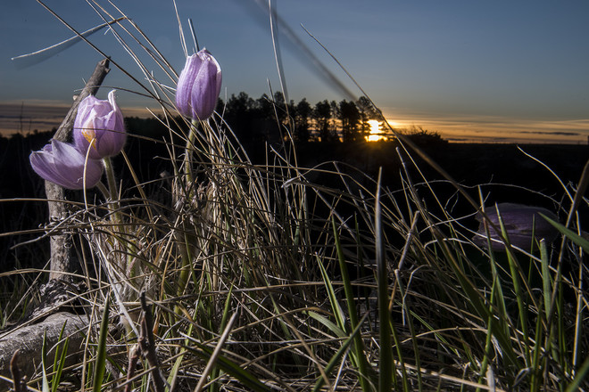 Blooming pasque flowers at sunrise