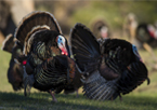 A group of turkeys in spring