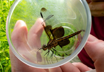 A dragonfly in a vial