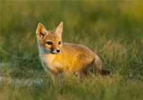 A swift fox pup