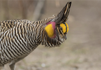 A male greater prairie chicken