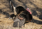 A tom turkey displaying