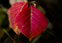 A red leaf of poison ivy