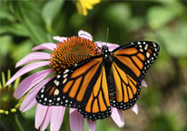 A monarch butterfly on a cone flower