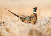 A side view of a rooster pheasant in the field