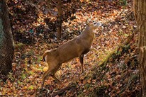 Whitetail buck walking through an autumn forest