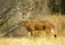 A whitetail buck looking at the camera