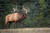 A trophy bull elk bugling