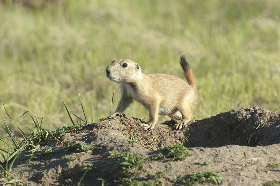 An alert young black-tailed prairie dog by its burrow