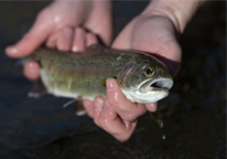 Closeup of someone holding a rainbow trout