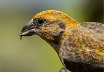 Closeup of a red crossbill