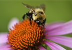 Bumble bee on a cone flower