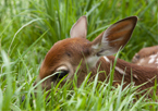A fawn half-hidden in the grass
