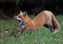 A fox stretching after a nap