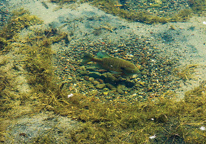 A view of a bluegill through the water