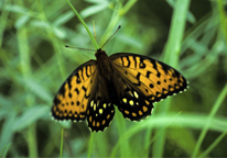 A regal fritillary butterfly sitting on grass