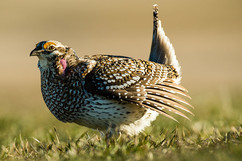 A sharp tailed grouse