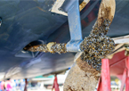 Zebra mussels on a boat propeller