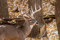 A white-tailed buck in fall