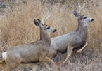 Two white-tailed bucks running