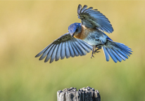 Winning photo showing a bluebird landing on a post