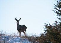 Mule deer doe looking at camera