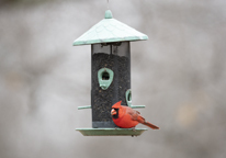 A cardinal at a bird feeder