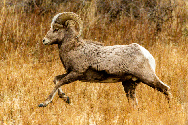 A bighorn ram running in a field