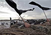 Hunters waving flags in decoy spread