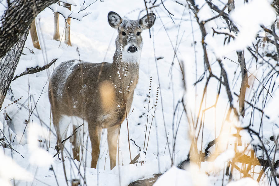 White-tailed deer in snowy winter landscape