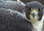 Closeup of a peregrine falcon