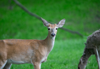 An antlerless deer in a field