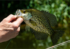 Someone holding a crappie