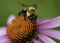 Bumble bee on a cone flower