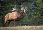 A large bull elk in a field