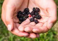 A girl holds mulberries in her palm