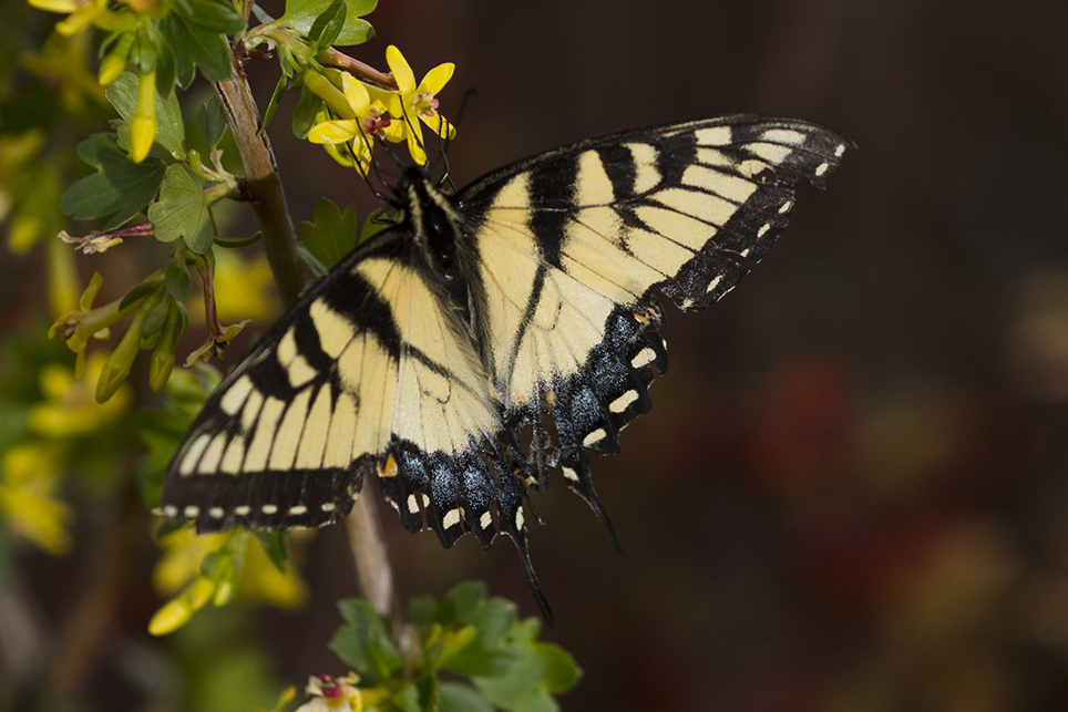 Closeup of a tiger swallowtail butterfly on flowering golden currant.