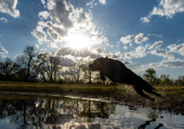 Hunting dog leaps into water.