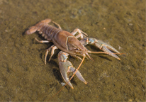 Northern crayfish sitting on the sand